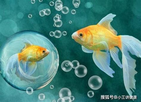 哪種魚最好養|【那種魚最好養】哪「養」魚最輕鬆？12 種養不死的觀賞魚，新。